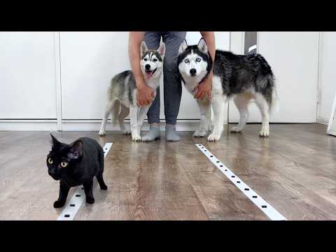 Exciting Competition Between Puppies And Adult Huskies