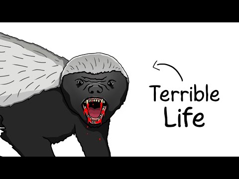 Why It Sucks to Be Born as a Honey Badger