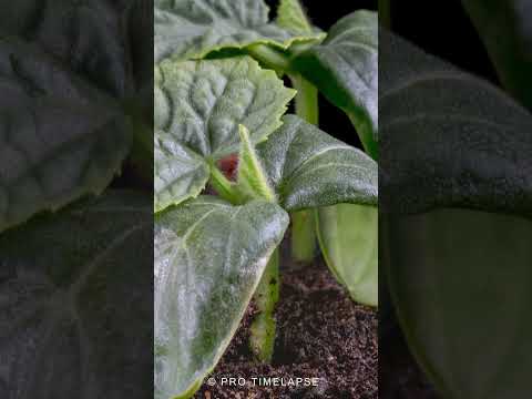 CUCUMBER GROWS Time Lapse #shorts