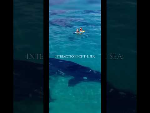 interactions of the sea: #beautiful #ocean #marinebeauty #whale #marinebiologist #viral #fypシ゚