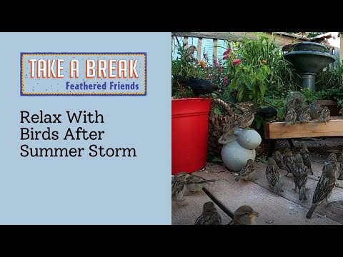 Relax With Birds After Summer Storm (nature sounds)