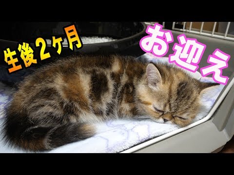 生後２ヶ月の子猫との出会いと爆睡するミニたんが可愛すぎる♪