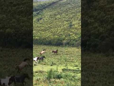 Horse BUCKS AND KICKS sideways while CANTERING? 😱🐴