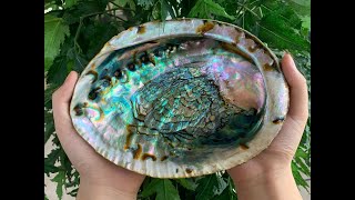 What is ABALONE?