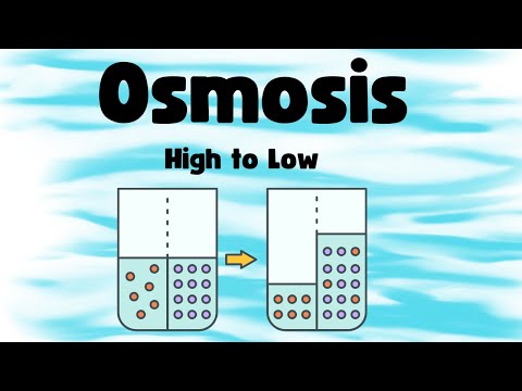 What is Osmosis ?