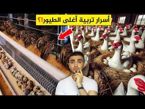 إذا ربيت هذه الطيور ستصبح مليونير 😱تربية السمان في البيت!؟ وطائر الفزن والشنار😍البط المسكوفي