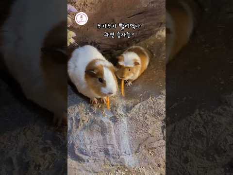 귀여운 먹방대결 기니피그 🥕 과연 우승자는?! #꾸미꾸미