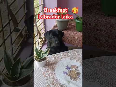 Healthy food #short my pet #eating labrador laika#dog breakfast