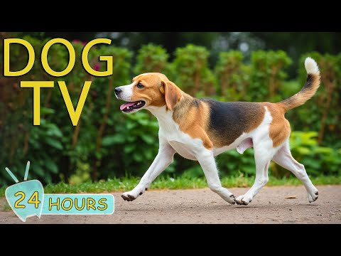 DOG TV: Video Entertain Help for Dogs Banish Boredom & Anxiety While Home Alone - Music for Dogs