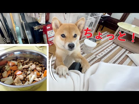 【柴犬小夏】催促がどんどん人っぽくなってくる柴犬　ASMR鶏大根