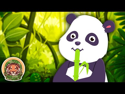 Meet The Giant Panda! | Animal Songs For Kids | KLT WILD