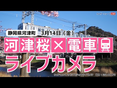 【桜ライブカメラ2】河津桜×電車(伊豆急行)／静岡県河津町 ふらっとCAFE 2025年3月14日(金) #桜  #さくら #河津桜 #電車  | Cherry Blossom Live WebCam