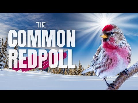 The Common Redpoll