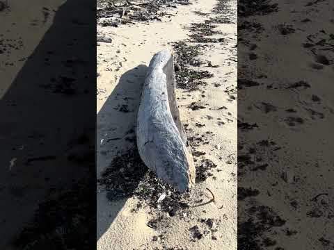 Beach treasure comes in many shapes and sizes.￼ ￼￼ this one being a hand carved dugout canoe.