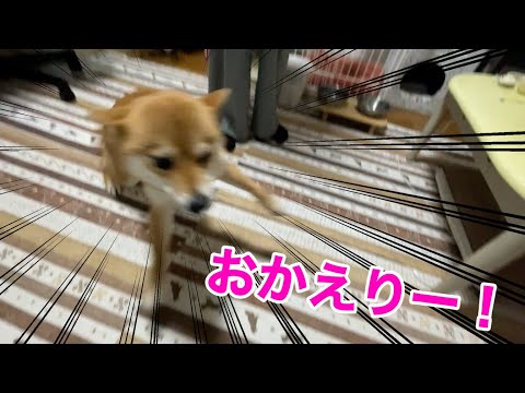 時にはがっつり会わないほうがいいのかも　柴犬小夏　京都　らーめん京