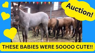 WORLD FAMOUS ~ Quarter Horse Auction ~ These horses are NICE!