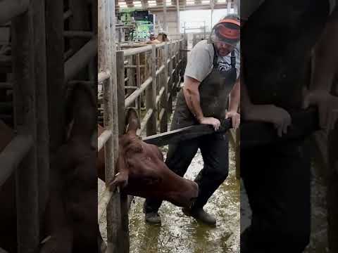 this was DANGEROUS situation.  #cow #rescue #emergency #911 #headstuck #wow #omg #cantlookaway