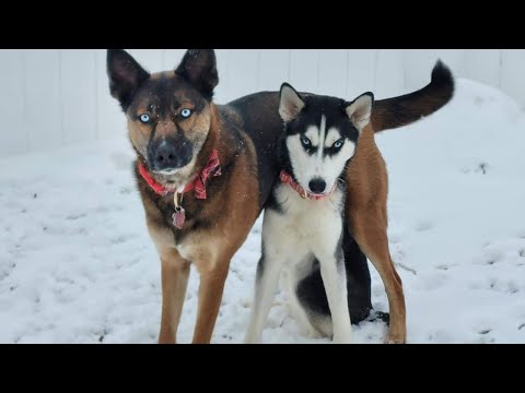 German Shepherd vs Huskies🤣 Funny Dog Videos 2024