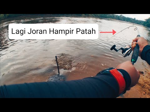 Joran Kuat Di Hajar Ikan Pari Sungai || Mancing Ikan Baung Sungai || Joran Daido #004