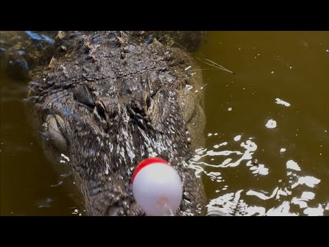 Alligator Feeding (Whole Prey) WARNING ‼️