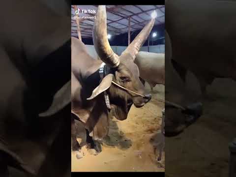 beautiful cow tiktok video