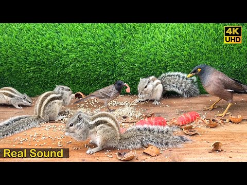 Cat TV for Cats to Watch 😸 Squirrels & Birds eat food 🕊️🐿️ Bird videos for cats | Relax Your Pets