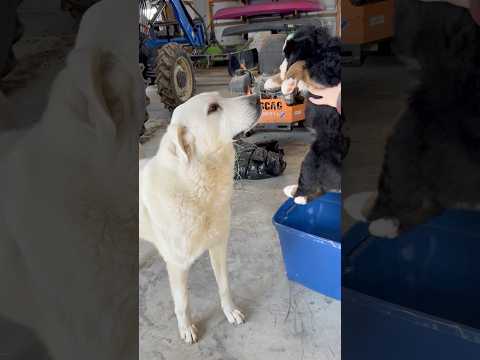 Guard Dog Meets Puppy For the First Time #shorts