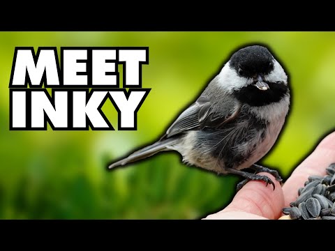 The Most Distinct Chickadee I’ve Ever Known & Why