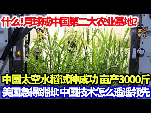 什么！月球成中国第二大农业基地？中国太空水稻试种成功，亩产3000斤，美国急得跳脚：中国技术怎么遥遥领先！#水稻 #太空 #月球