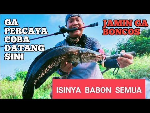 GA PERCAYA ISINYA BABON SEMUA || MANCING IKAN PREDATOR AIR TAWAR