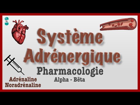 Système Adrénergique : Pharmacologie, catécholamines, agonistes, antagonistes