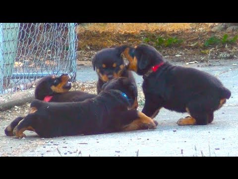 Cute Rottweiler Puppies Playing Together