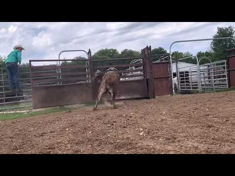 Yarnell 21W - Yearling Bull