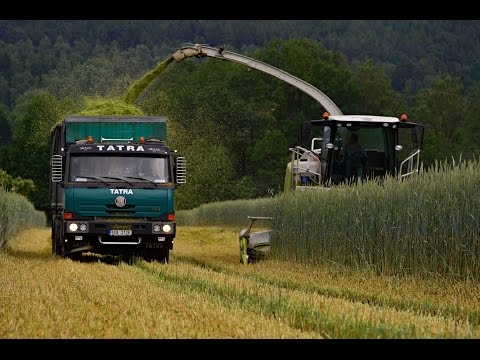 Žito pro bioplynku v Petrovicích