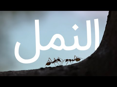 قرآن کریم - سوره نمل با ترجمه فارسی گویا با صدای مشاری راشد العفاسی