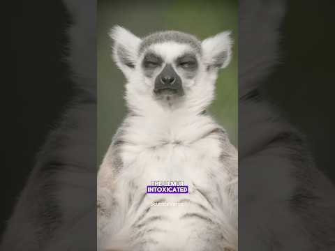 Drugs Addicted Animal Lemur #science #sciencefacts #facts #shorts #animals