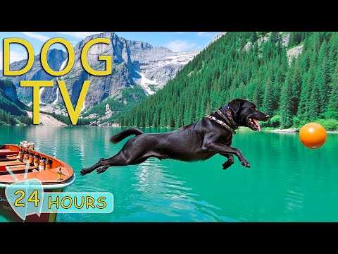 DOG TV for Dogs to Watch: Video Endless Entertain for Dogs Anti-Anxiety & Boredom - Music for Dogs