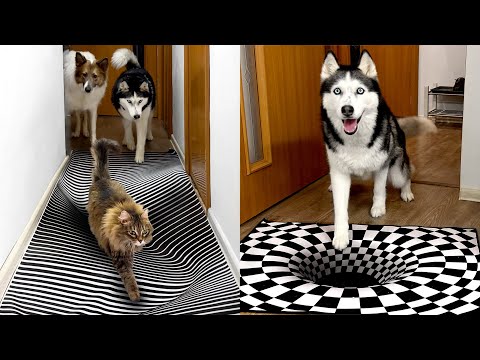 Will Husky Dogs and Cats Believe in an Optical Illusion? Compilation of the best moments