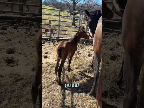 Newborn foal’s first time outside! 🐴☀️ Watch this baby horse play and explore for the first time!