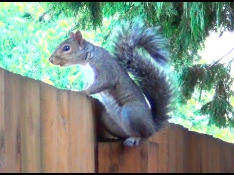 Sorry, squirrel, no peanuts today...