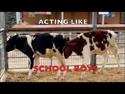 Baby Bull Calves Acting Like School Boys - COWS FOR KIDS - Cow Sounds Moo Moo