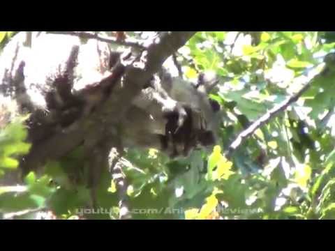 Squirrel Eating a Nut on a Tree - Zoom Camera Video