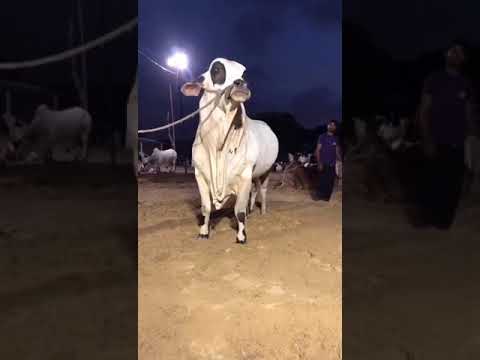 beautiful cow tiktok