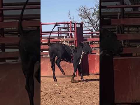 5L Battle Damage. 2024 Maiden Futurity. Recently acquired by Crooked Creek Bucking Bulls!