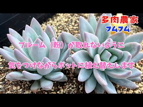 【多肉植物】とても粉が多い多肉なので気をつけて植え替えします✨