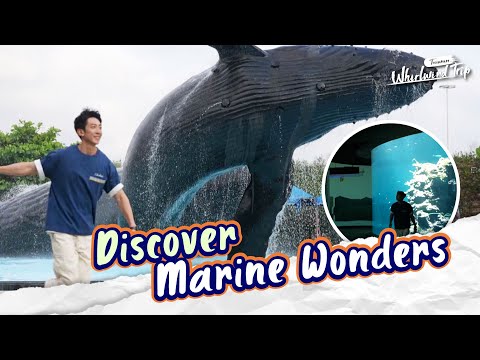 Southern Taiwan Adventure: Surfing & Marine Life in Pingtung |📍𝑷𝒊𝒏𝒈𝒕𝒖𝒏𝒈 | Whirlwind Trip