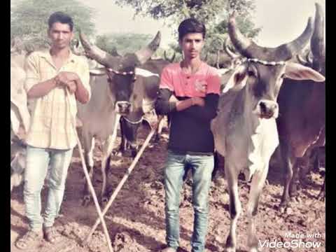 Kankrej Cow Marwad Pawti