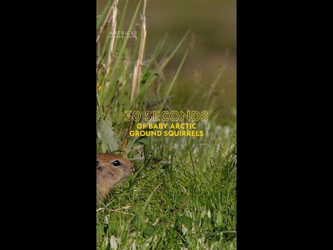 These social Arctic ground squirrels prep for hibernation while mom keeps a watchful eye.