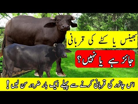 katy ki qurbani jaiz hai ya nahi کٹے    کی قربانی جائز ہے یا نہں #nakshtv