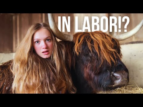 Moving the Cows took a SHOCKING TURN | What Happened!?